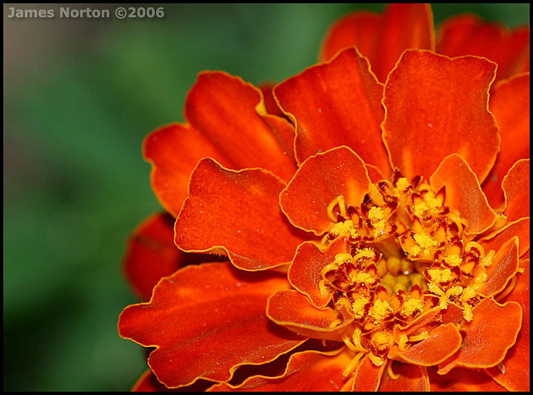 Orange Flower!