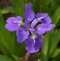 Chinese Garden Purple Iris