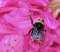 Bee on Rhododendron