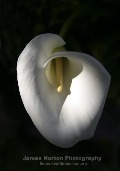 Blooming Calla Lily