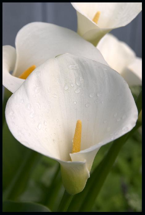 More Calla Lilies!
