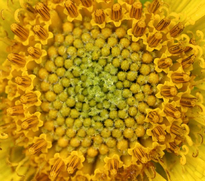 Yellow Flower II - Up Close