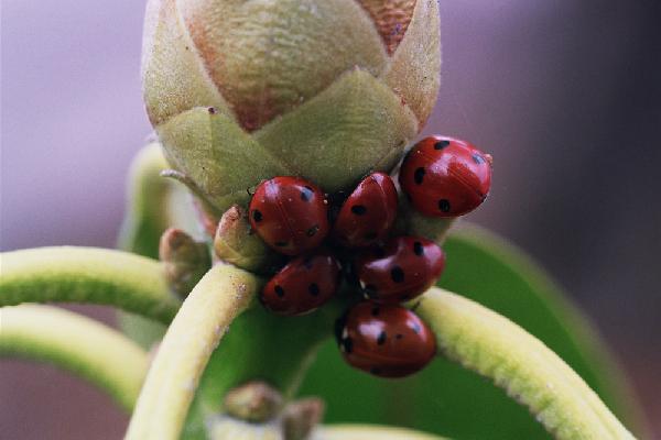 Ladybugs!