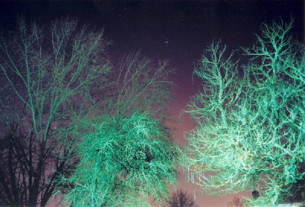 Trees in the Night