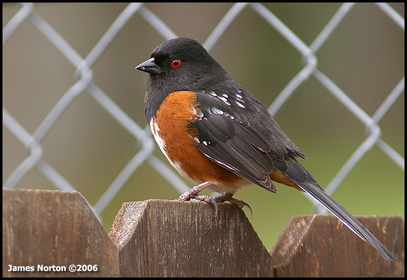 Spotted Towhee!