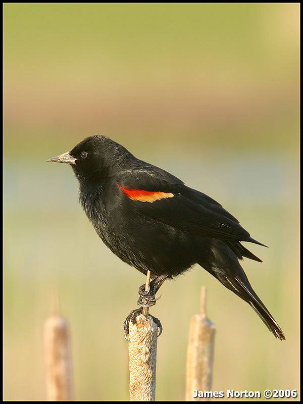 Red-Winged Blackbird!