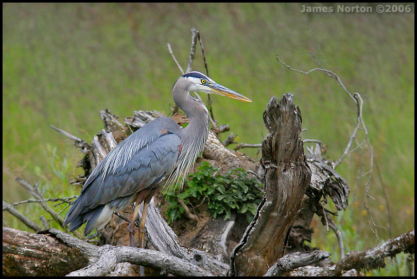 Great Blue Heron on the Hunt!
