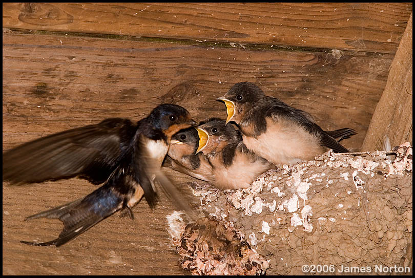 Barn Swallow Chicks Being Fed!