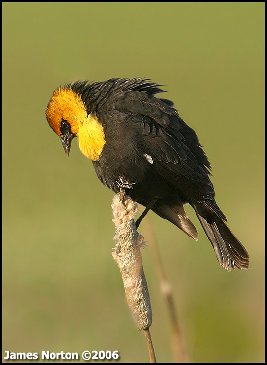 Yellow-Headed Black Bird