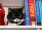 Oreo awakens on bookshelf