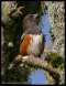 Finley Wildlife Refuge Bird #2