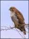 Red-Tailed Hawk Perched in a Tree!
