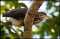 Juvenile Green Heron In Tree